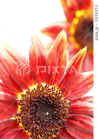 赤いヒマワリ　（プラドレッド） 5039351