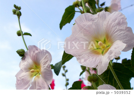 タチアオイ タチアオイ 5039352