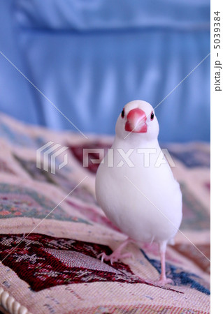 お散歩中　文鳥のぶんちゃん 5039384