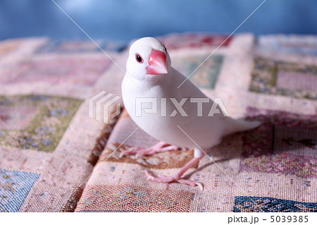 お散歩中　文鳥のぶんちゃん 5039385