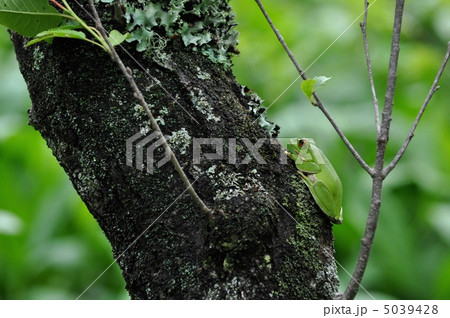 モリアオガエル 5039428