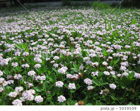 一面のヒメイワダレソウ 一面のヒメイワダレソウ 5039509