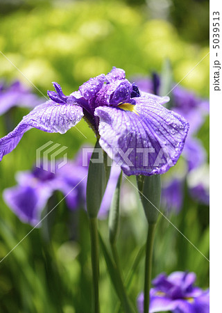 花菖蒲 5039513