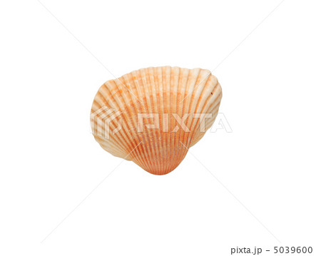 Seashell On White 5039600