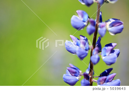 Blue Lupine Closeup Blue Lupine Closeup 5039643