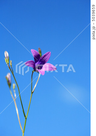 Campanula On Sky 5039659