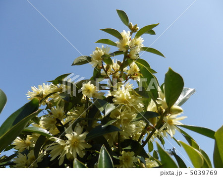 花と青空 5039769