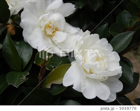 白い花 5039770