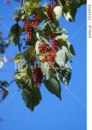 飯桐イイギリ　別名は南天桐 5039959