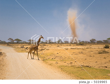 giraffe and sandstorm in amboseli national park, kenya 5039965