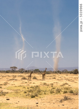 giraffes and sandstorms in amboseli national park, kenya giraffes and sandstorms in amboseli national park, kenya 5039966