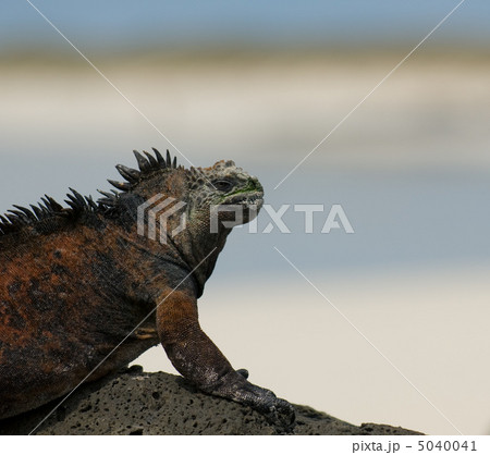 marine iguana in the beach marine iguana in the beach 5040041