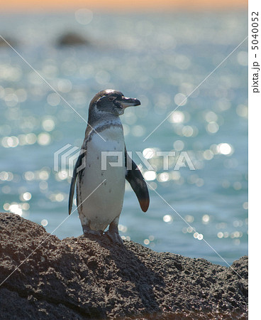 galapagos penguin, galapagos islands, ecuador galapagos penguin, galapagos islands, ecuador 5040052