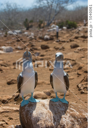 blue-footed boobies 5040061