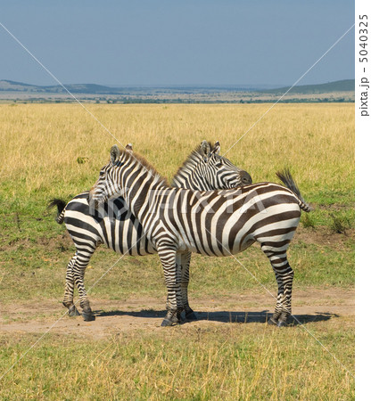 two zebras, masai mara, kenya two zebras, masai mara, kenya 5040325