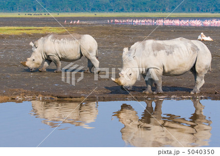 rhinos in lake nakuru national park, kenya 5040350