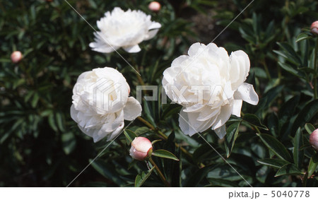 春の京都北山 5040778