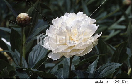 春の京都北山 5040855