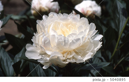 春の京都北山 5040895