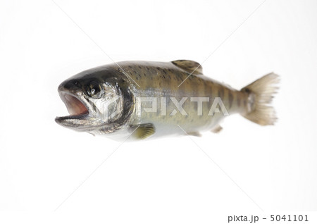 白バックにイワナ 白バックにイワナ 5041101