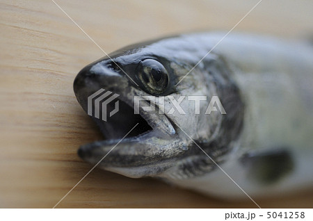 まな板の上のイワナ 5041258