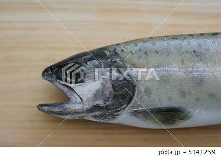 まな板の上のイワナ 5041259