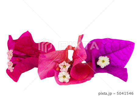 bougainvillea flowers 5041546