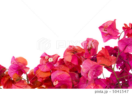 bougainvillea flowers frame 5041547