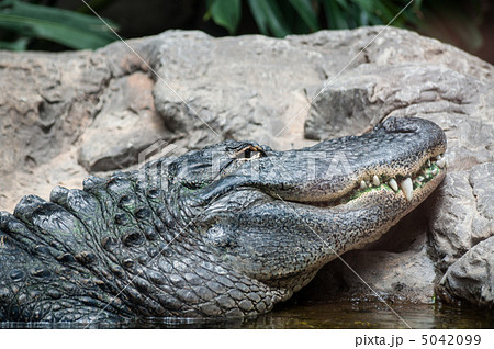 Crocodile Crocodile 5042099