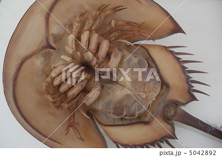 カブトガニ 5042892