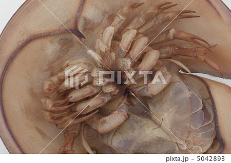 カブトガニ 5042893