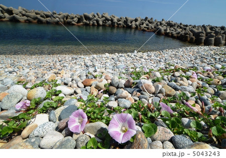 可憐なハマヒルガオ 5043243