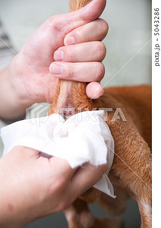 犬の肛門腺絞りの写真素材