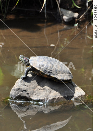アカミミガメ 5043360