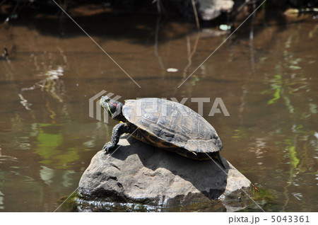 アカミミガメ 5043361