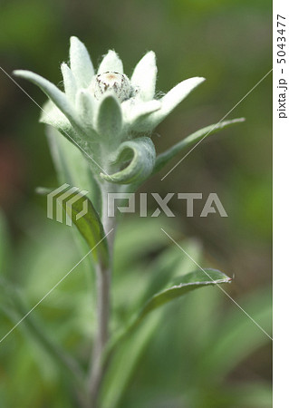 レブンウスユキソウ 5043477