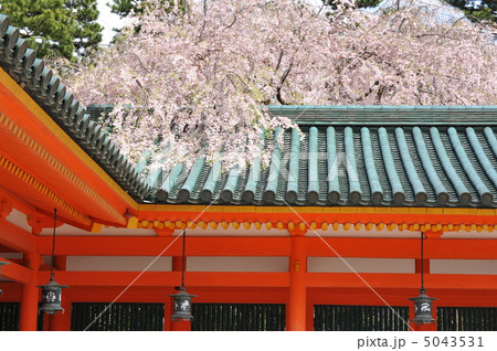 京都 平安神宮の春 京都 平安神宮の春 5043531