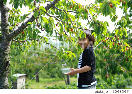 果物狩りと子供 果物狩りと子供 5043547
