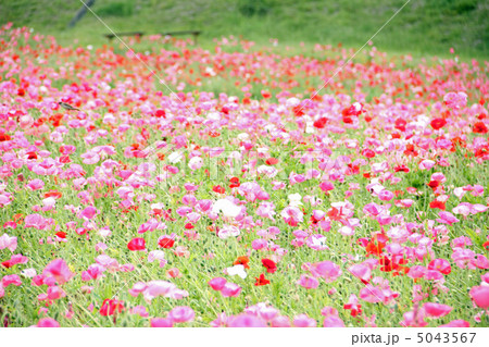 ポピー 5043567