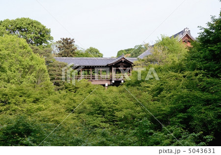 東福寺、新緑と通天橋 5043631