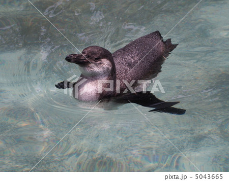 水面を進むフンボルトペンギンの幼鳥 5043665