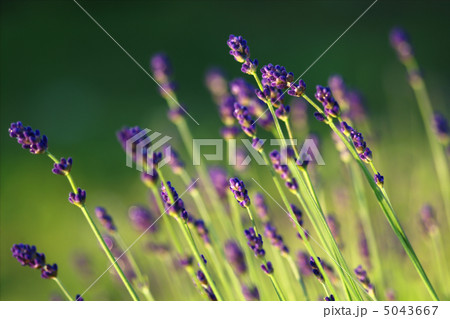 ラベンダー 5043667