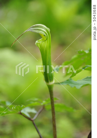 まむし草 5043688