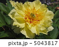 黄色い芍薬 5043817
