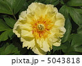 黄色い芍薬 5043818
