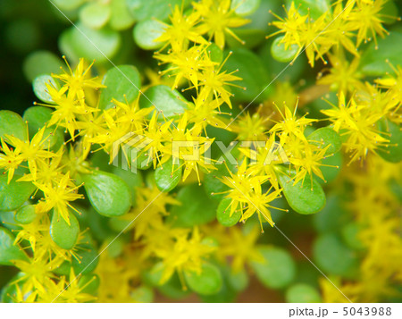 マルバマンネングサ マルバマンネングサ 5043988