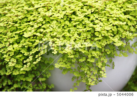 ベビーティアーズ 5044006