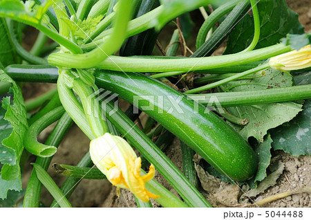 ズッキーニ04 5044488