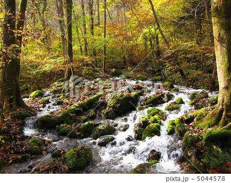 秋の森 秋の森 5044578