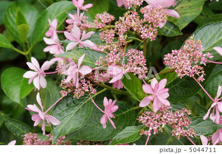 10 ガク アジサイ 花 頭花 10 ガク アジサイ 花 頭花 5044711